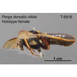 Sawfly specimen, female, lateral view.