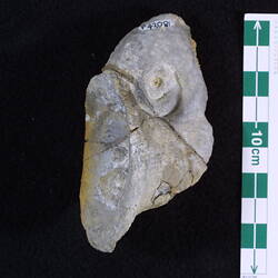 <em>Tremanotus pritchardi</em>, fossil gastropod.  Registration no. P 42081.
