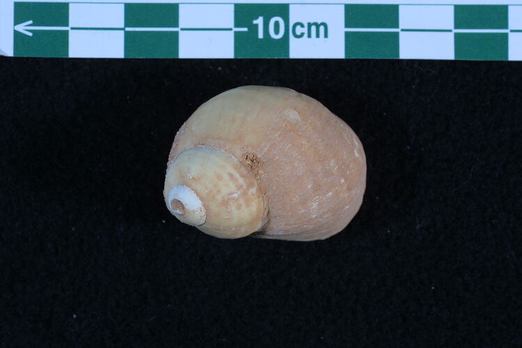 <em>Hartungia typica chouberti</em>, fossil gastropod.  Registration no. P 26914.