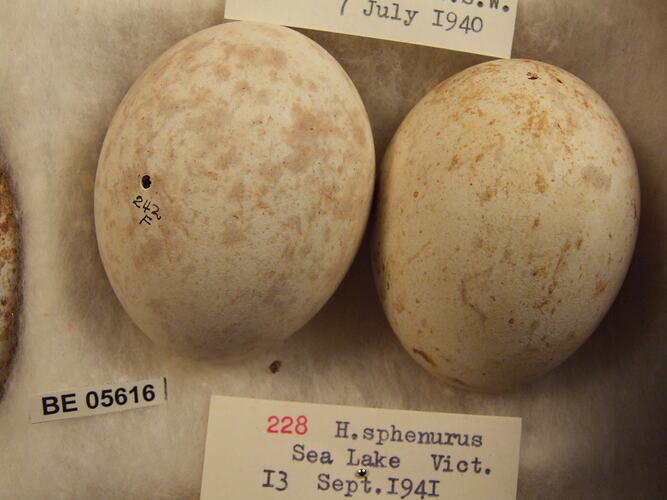 Close up of two bird eggs with specimen labels.