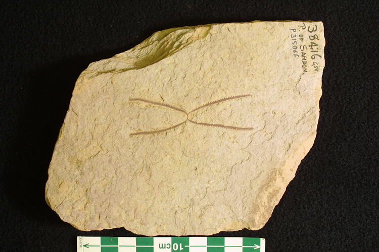 Rock slab with graptolite fossils beside scale bar.