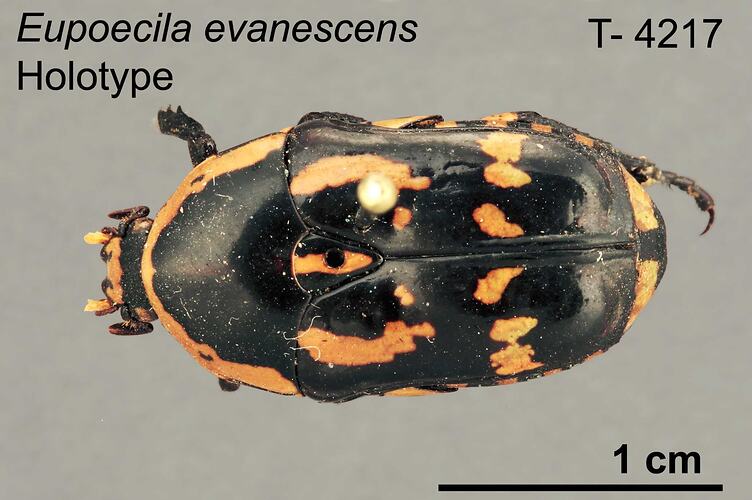 Beetle specimen, dorsal view.