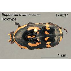 Beetle specimen, dorsal view.