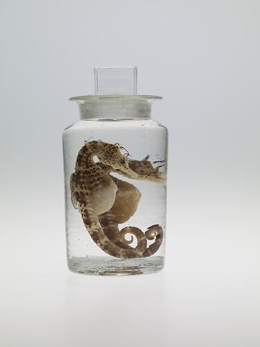 Two seahorses in jar of ethanol.