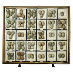 Bird eggs in wooden drawer.
