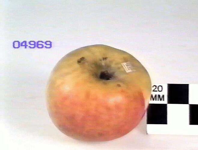 Apple Model, Dunn's Seedling