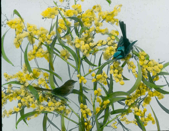 Lantern Slide - Blue Wrens in Wattle Branches, Australia, Date Unknown. [BA 1233]