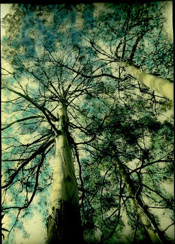 Lantern Slide - Tall Trees, Hardys Creek, Victoria, 1940. [BA 1792]