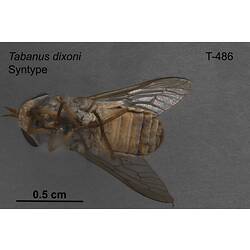 Fly specimen, ventral view.