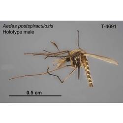 Mosquito specimen, male, lateral view.
