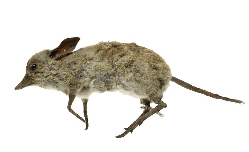 Taxidermied bandictoor specimen , side view.