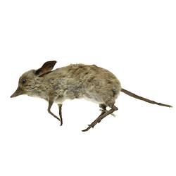Taxidermied bandictoor specimen , side view.