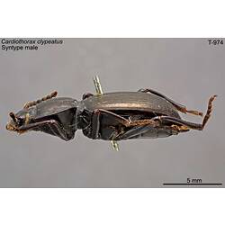 Beetle specimen, lateral view.