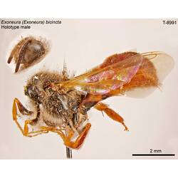 Bee specimen, lateral view.