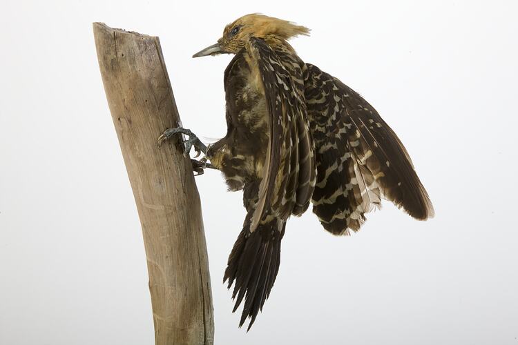 <em>Celeus flavescens</em>, Blond-crested Woodpecker, mount.  John Gould Collection.  Registration no. 23431.