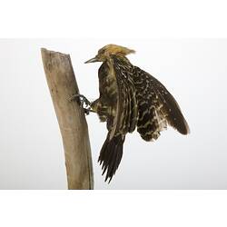 <em>Celeus flavescens</em>, Blond-crested Woodpecker, mount.  John Gould Collection.  Registration no. 23431.