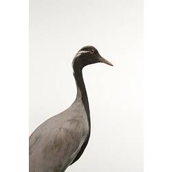 <em>Anthropoides virgo</em>, Demoiselle Crane, mount.  Registration no. B 32959.