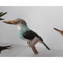 <em>Halcyon malimbica torquata</em>, Blue-breasted Kingfisher, mount.  Registration no. B 32945.