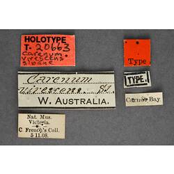 Handwritten specimen labels.