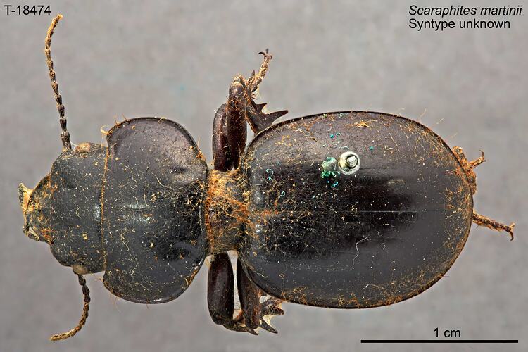 Beetle specimen, dorsal view.