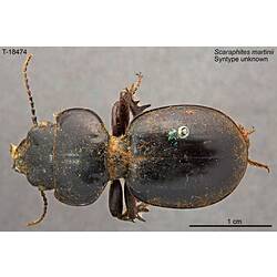 <em>Scaraphites martinii</em> Castelnau, 1867