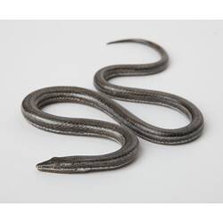 Model of legless lizard viewed from front.