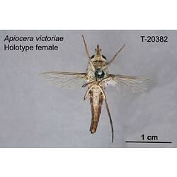 Fly specimen, female, ventral view.