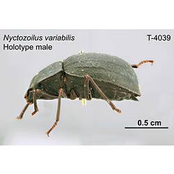 Beetle specimen, male, lateral view.