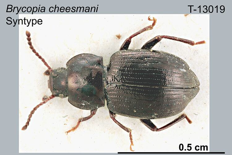 Beetle specimen, dorsal view.