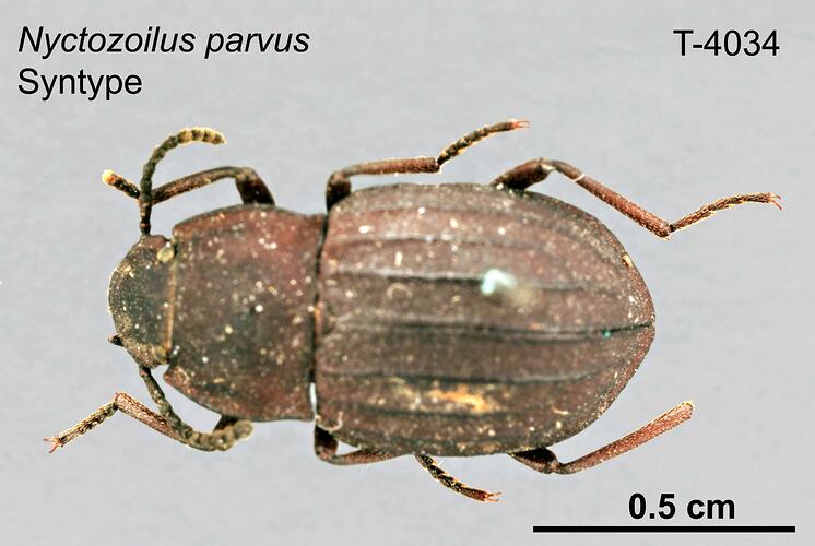 Beetle specimen, dorsal view.