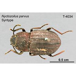 Beetle specimen, dorsal view.