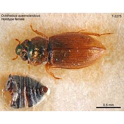 Aquatic beetle specimen, female, dorsal view.