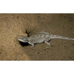 A Nobbi Dragon at the entrance of a burrow in sand.