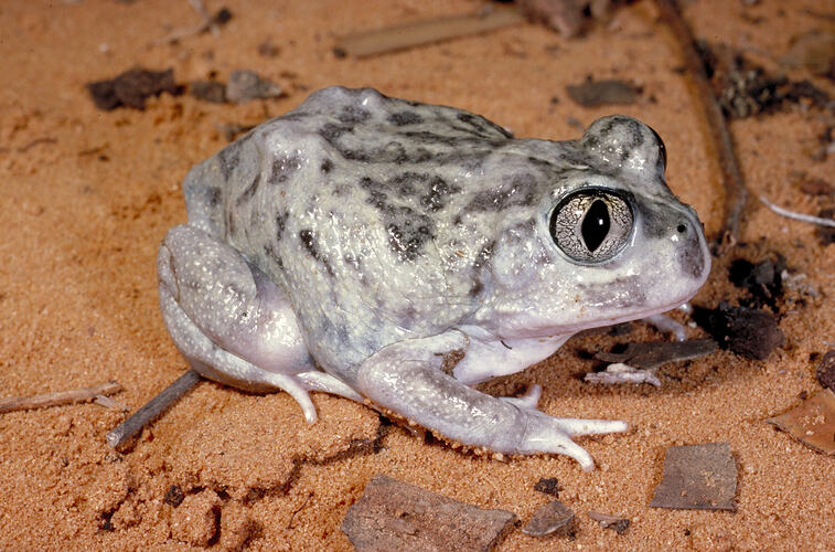 A Painted Frog squatting on sand.