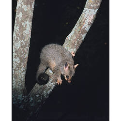 A Common Brush-tailed Possum on a tree branch.