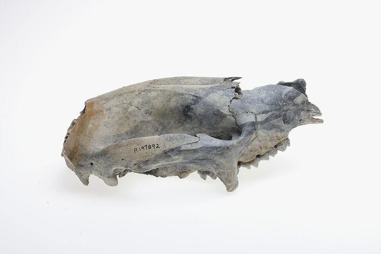 Skull of extinct mammal.