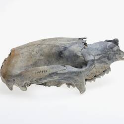 Skull of extinct mammal.