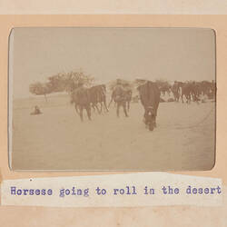 Photographs - 'Horses Going to Roll in the Desert', Egypt, Trooper G.S. Millar, World War I, 1914-1915