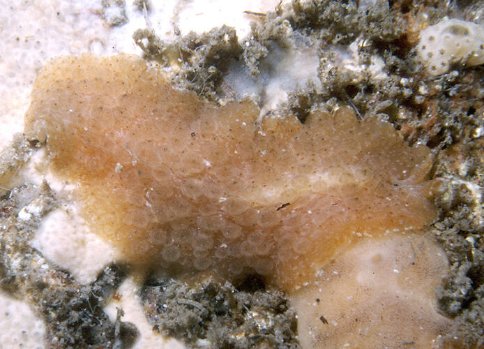 Family Pseudocerotidae, flatworm. Point Turton Jetty, South Australia. [F 172740]