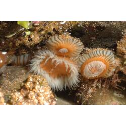 Three Orange and White Stripe Anemone (one with tentacles out; two with tentacles withdrawn).