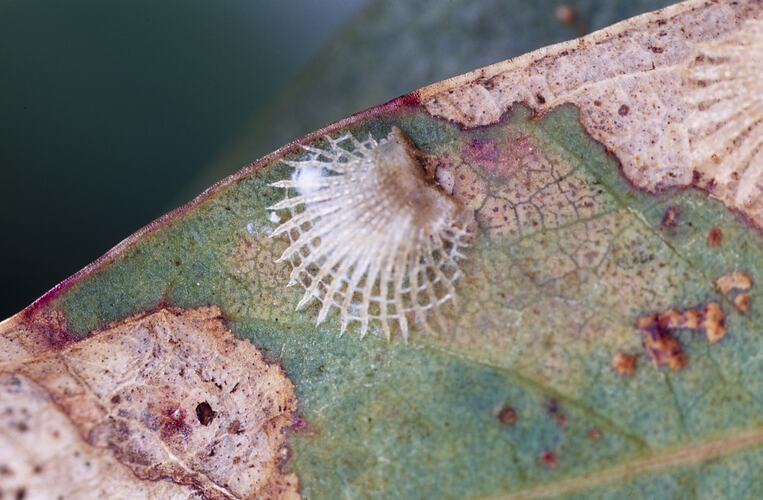 A Lace Lerp on a green leaf.