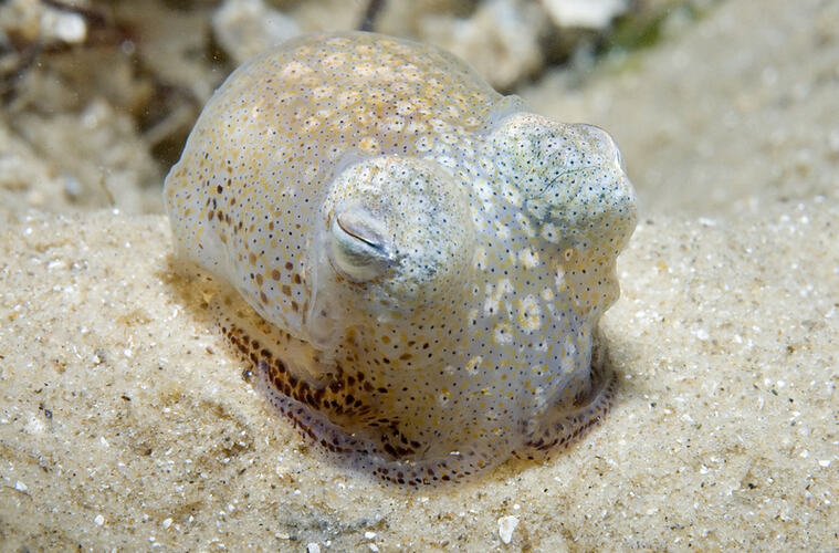 Southern Bottletail Squid on sand