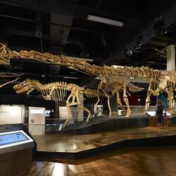 Sauropod dinosaur skeleton model in museum gallery, tyranosaurid in background.