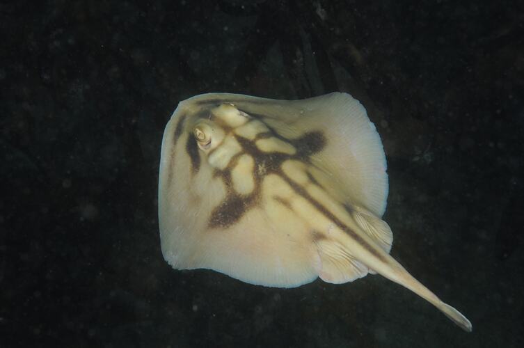 A Banded Stingaree on a black background.