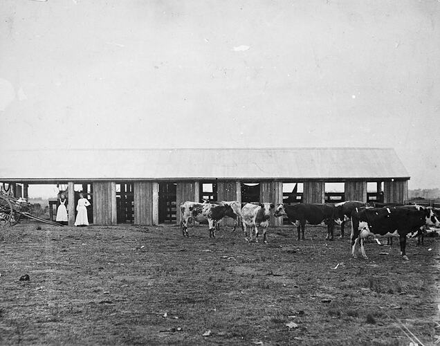 Milking shed with two women on the left beside a cart. Cows on the right.