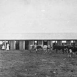 Negative - Schroder's Cow Shed, Bairnsdale District, Victoria, circa 1910