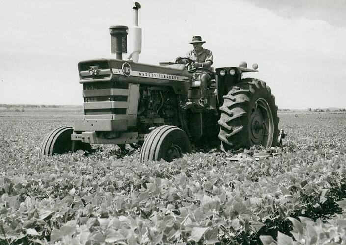 Man driving a tractor and spring tine cultivator through crop of peanuts.