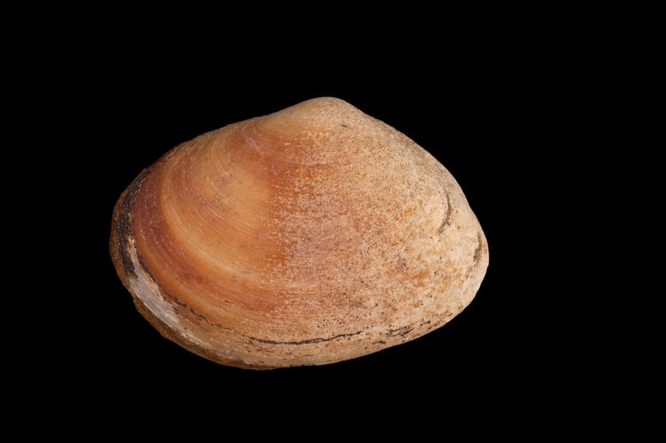 Bivalve shell, exterior view, on black background.