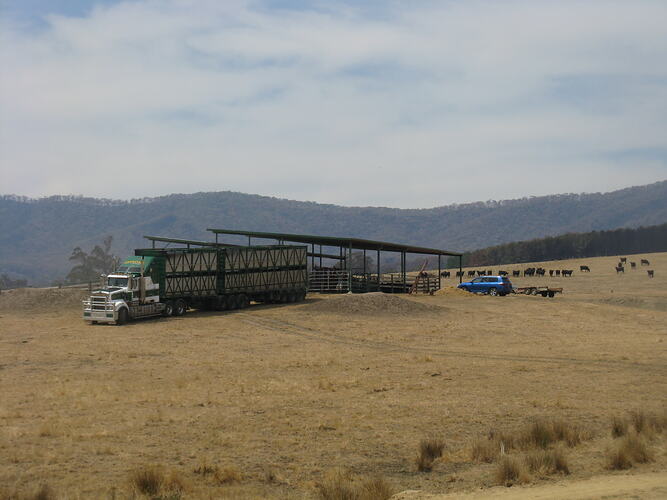Truck loading cattle in a paddock.