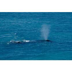 Southern Right Whale blowing water spray.
